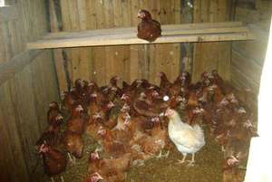 Куры родонит в помещении