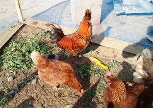 Куры родонит - питание