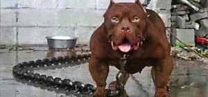 Опасные породы собак