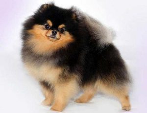 Померанский черный шпиц: уход, кормление и особенности породы