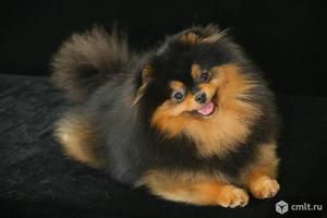 Происхождение черного померанского шпица 