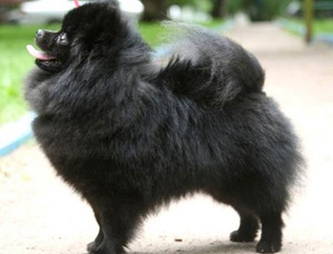 Собака породы померанский шпиц