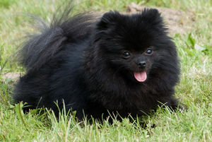 Кормление померанского шпица 