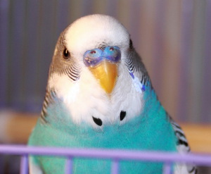 Цвет восковицы