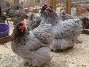 Топ-10 самых мясных пород кур для фермерства и подворья