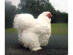 Куры породы Кохинхин