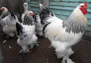 Куры  породы Брама