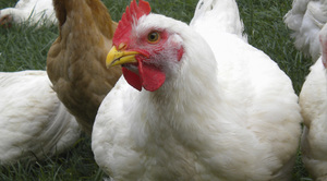 Порода кур Корниш