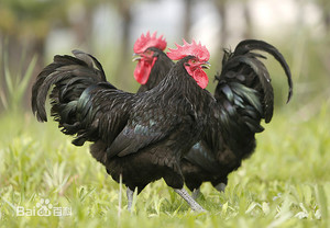 Китайские куры породы Лангшан 