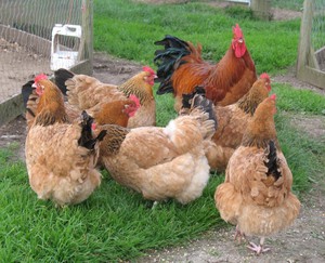 Порода кур Сассо 