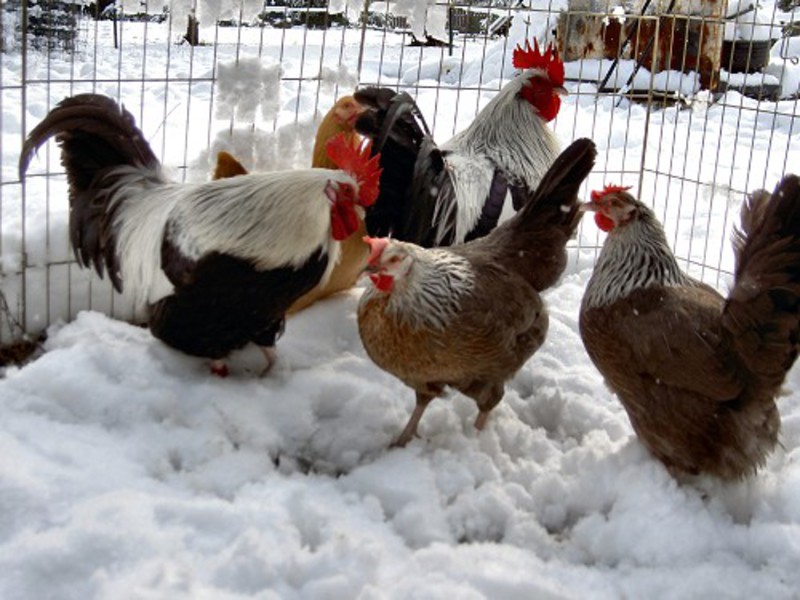 Зимнее содержание мясных пород кур Содержание мясных пород кур