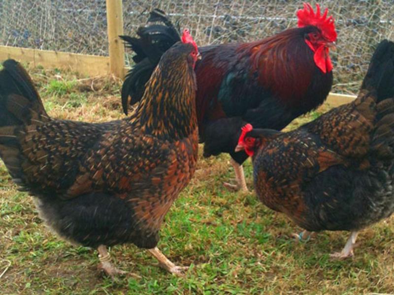 Куры мясных породы на выгуле Мясные породы кур на выгуле