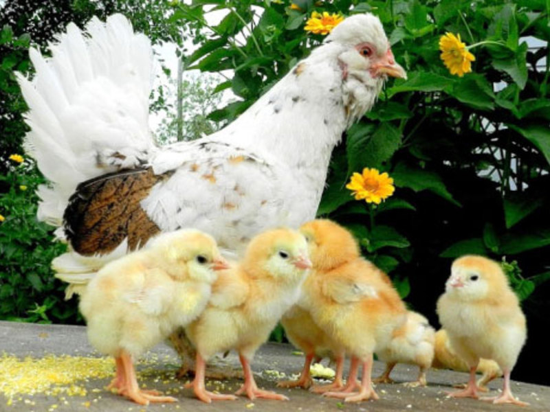 Курица с цыплятами Курица с цыплятами на выгуле
