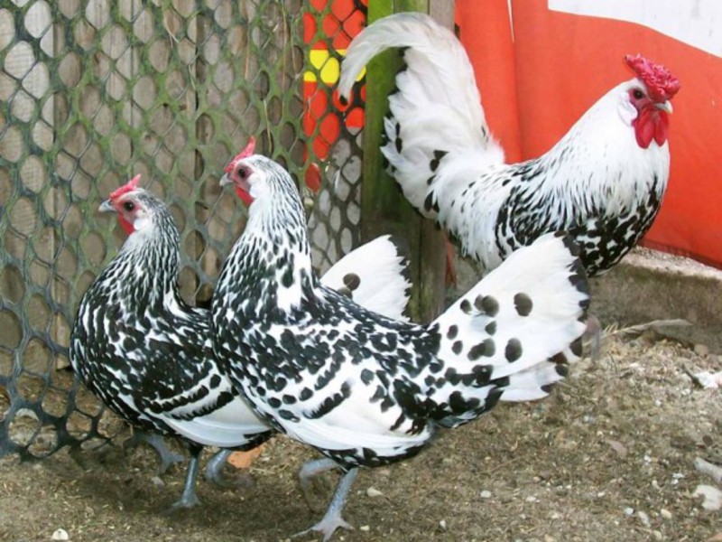 Гамбургская порода кур Куры Гамбургской породы