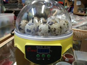 Выведение перепелов в домашних условиях