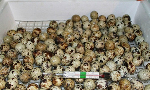 Какая температура должна быть в инкубаторе