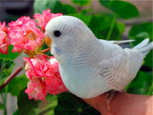 Как назвать попугайчика