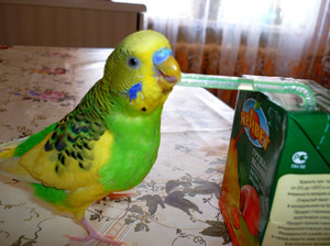 Волнистый попугай