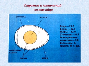 Состав яйца