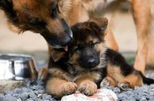 При мастите 