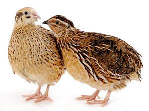 Разведение перепелов дома: уход, кормление и выращивание с нуля