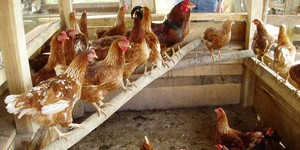 Разные куры 