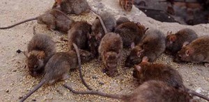 Вредители курятника