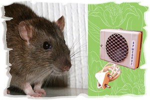 Ультразвук от крыс