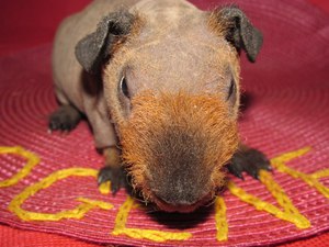 Коричневая свинка скинни