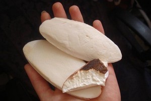 Сепия для волнистого попугая