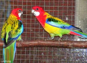 Как приручить красную и пеструю розеллу: советы по содержанию попугая