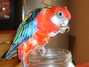 Как ухаживать за попугаем