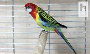 Как кормить пеструю розеллу