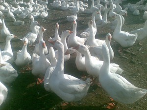 Достоинства породы