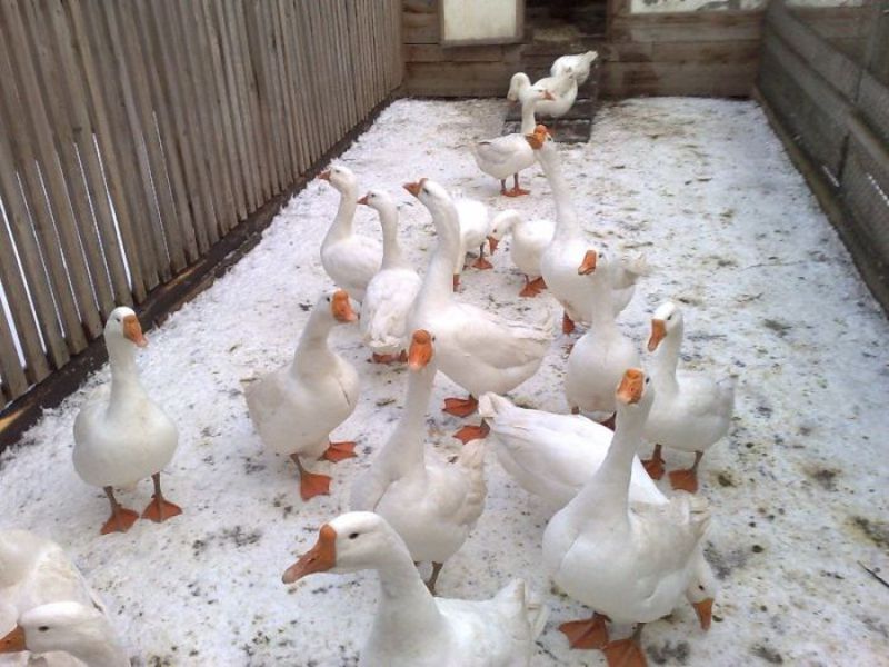 Породы гусей Особенности породы гусей