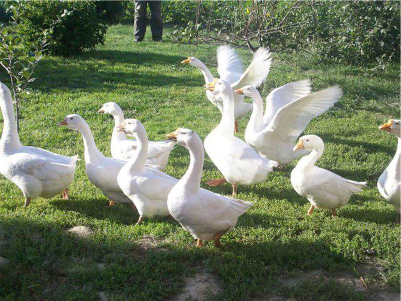 Описание породы гусей Чем хороша порода гусей