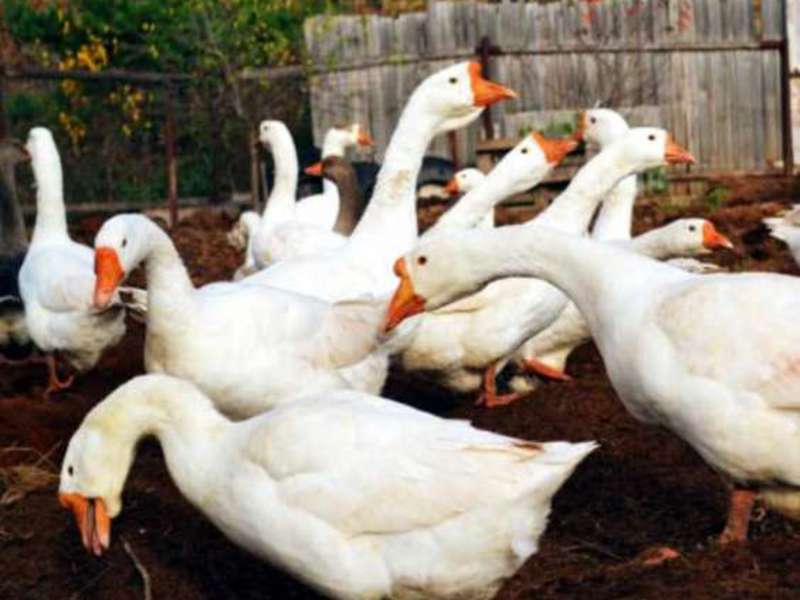 Гуси линда Как выглядит гусь