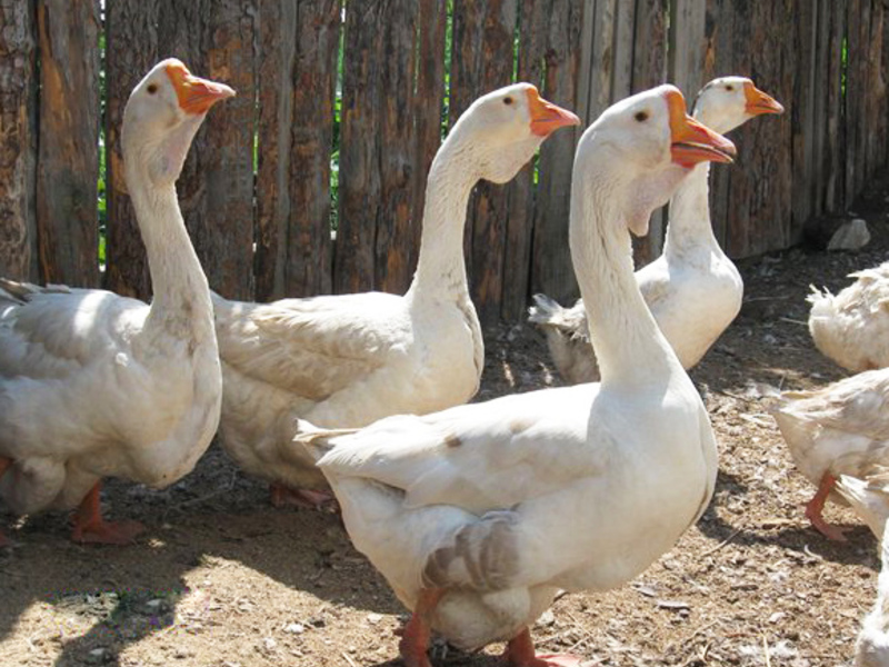 Чем комрить гусей Питание гусят