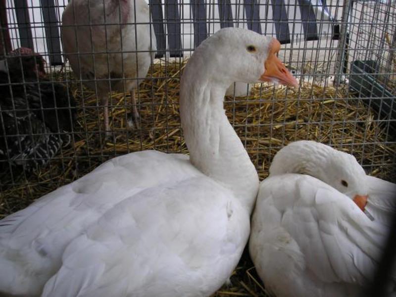 Породы гусей Гуси линда
