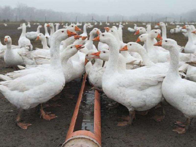 Условия для разведения гусей Чем кормить гусей в домашних условиях