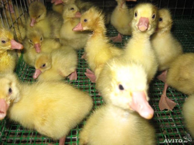 Как ухаживать за утятами Уход за утятами