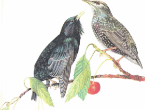 Где обитают скворцы