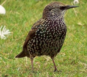 Где зимует скворец обыкновенный и как его распознать?