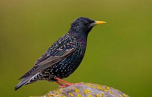 Скворцы в природе