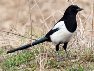 Какие повадки у сороки