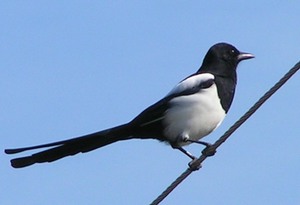 Как вьет гнездо сорока