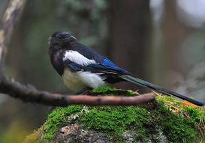 Поведение сороки обыкновенной: интересные факты и особенности