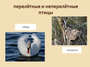 Какие птицы зимуют, а какие перелетают