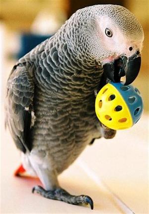 Серый говорящий попугай