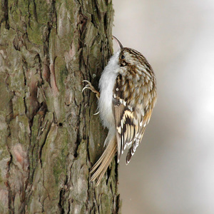 Обыкновенная пищуха: описание, фото и места обитания